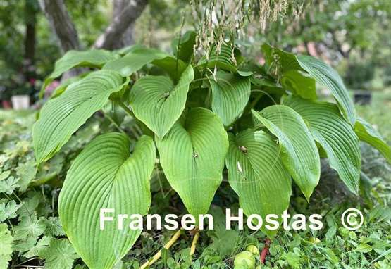 Hosta Devon Desire